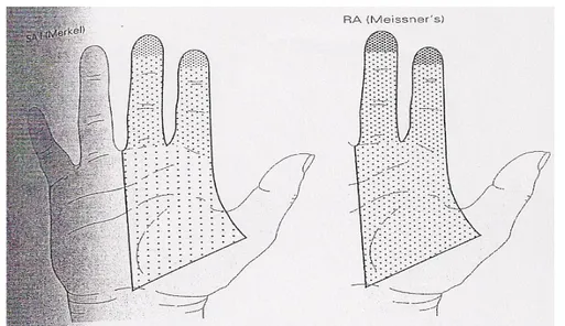Figure 1. 4  The distribution of receptor types in the human hand varies.