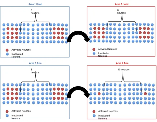 Figure  3. 5  Example of neural activation inside the two layers for the Hand, and for  the Arm