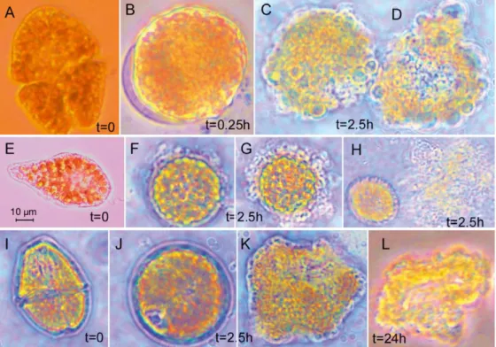 Fig.  4.  Morfologia  di  microalghe  bersaglio  durante  l’esposizione  a  Cochlodinium  polykrikoides, ceppo CP1: AD: Akashiwo sanguinea; EH: Chattonella marina; IL:  Gymnodinium instriatum