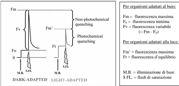 Fig. 24. Parametri di fluorescenza ottenuti col metodo degli impulsi di saturazione (da  Woch, 2006, modificata)