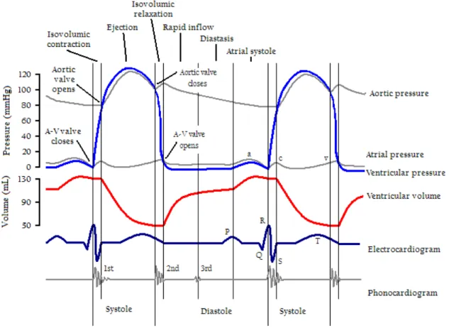 Diagramma di Wiggers del ciclo cardiaco
