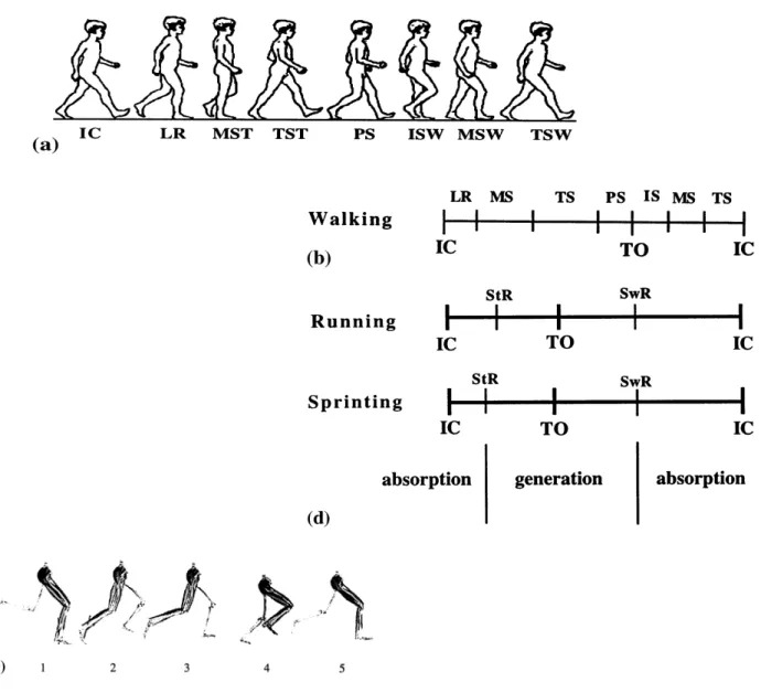 Fig.  2a: Figura in movimento. 2b: Ciclo del passo: IC, contatto iniziale, TO: toe off (distacco delle dita); LR, loading  response (risposta al carico); MS, midstance (fase intermedia dell'appoggio); TS, terminal stance (fase conclusiva  dell'appoggio); P