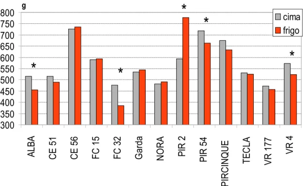 Fig. 1 : Valori di consistenza della polpa delle 13 accessioni varietali a confronto coi  due tipi di pianta (frigoconservata e cima radicata).