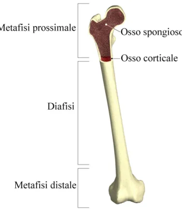 Figura 1.4: Struttura delle ossa lunghe. 