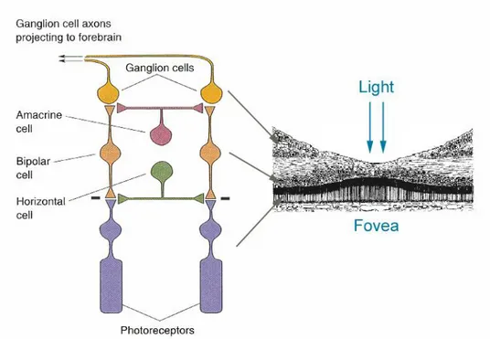 Figura 1.4. Rappresentazione schematica delle diverse classi di neuroni presenti  nella retina