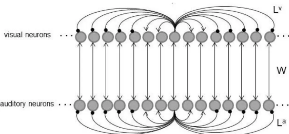 Figura 3.1. Schematizzazione del modello di riferimento che consiste in due  vettori di neuroni visivi ed acustici interconnessi tra loro