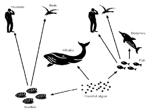 Figura 4 Harmful algal blooms nella catena alimentare e relative vie di esposizione. 