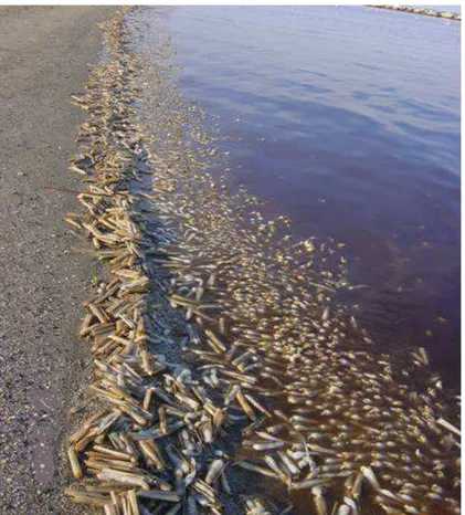 Figura 17 Spiaggiamento di pesci, molluschi e crostacei a seguito una fioritura. Porto Garibaldi, 2005