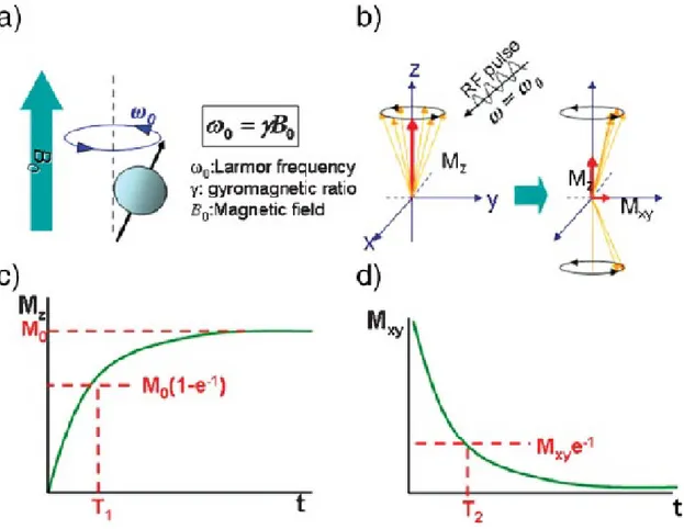 Figura 2 – Principi per l’imaging per risonanaza magnetica. a) Gli spins si allineano parallelament o  antiparallelamente al campo magnetico eprecedono con la fraquenza di Larmor   