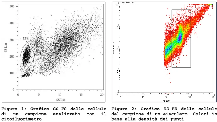 Figura  1:  Grafico  SS-FS  delle  cellule  di  un  campione  analizzato  con  il  citofluorimetro 