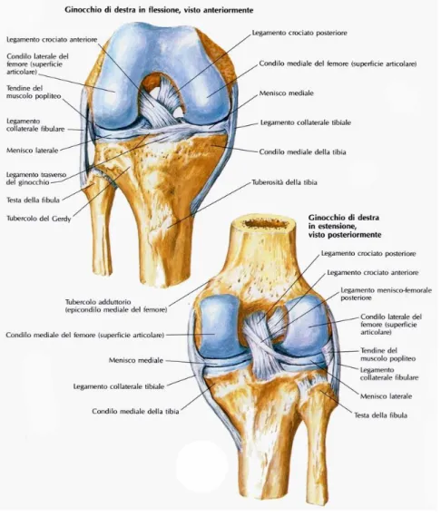 Fig. 1.3 Superfici articolari di ginocchio e legamenti  12 