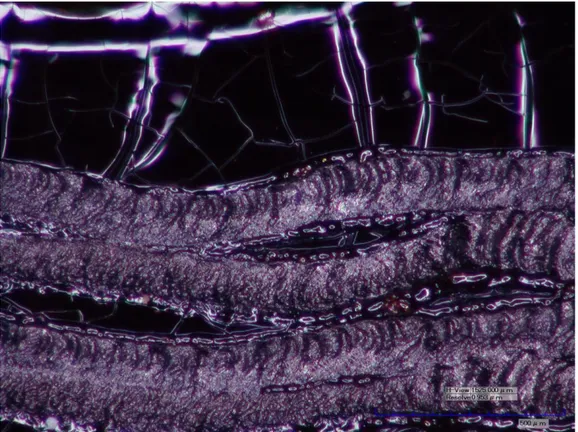 Figura 20. Fotografia al microscopio di un provino di PATAC-Me tracciato con laser blu (50x).