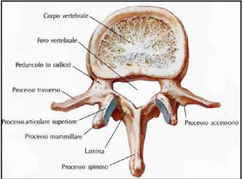 Figura 1.9: Struttura della vertebra. 