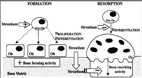 Figura 2.4: Potenziale meccanismo d'azione dello stronzio sulle cellule ossee. 