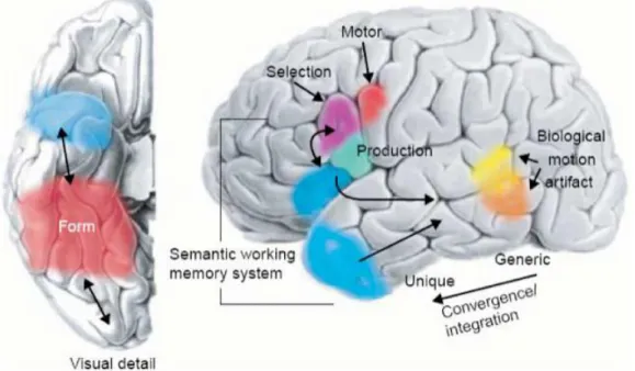 Illustrazione 1: rappresentazione schematica della superficie ventrale  (sinistra) e laterale (destra) del cervello
