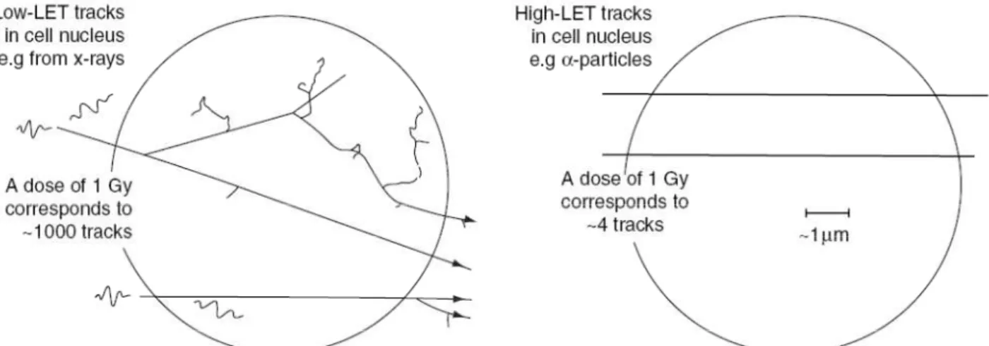 Figura 6. Struttura delle tracce per radiazione a basso LET (fig. a sx) e per particelle a (fig