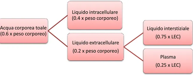 Figura 1.2  Schema ripartizione liquidi corporei 