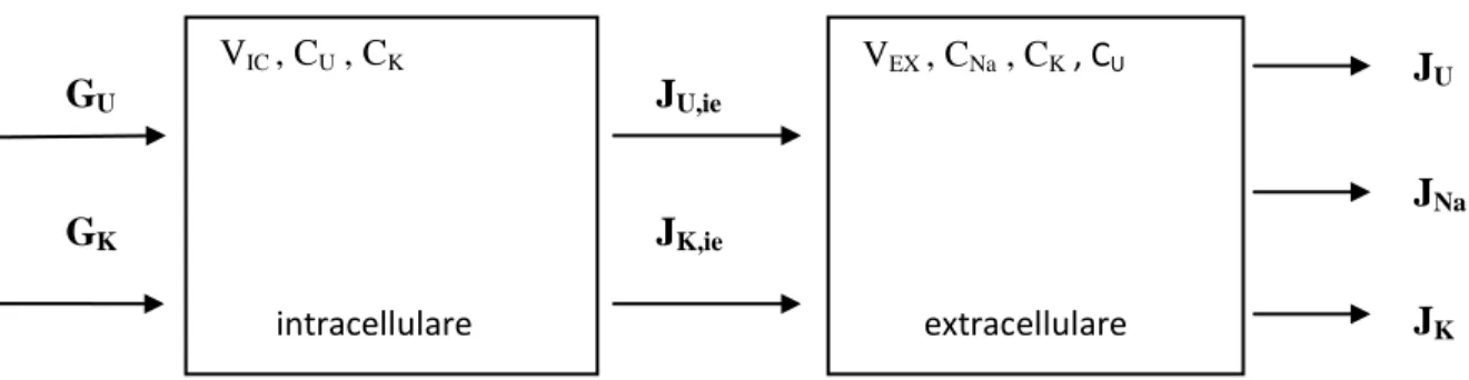 Figura 1.16  Schema a blocchi di un modello bicompartimentale