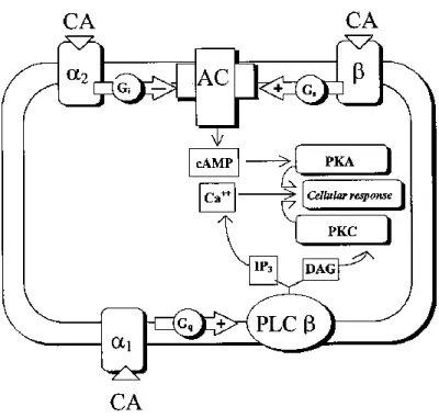 Figura 1.15 Meccanismo di trasduzione del segnale delle CA nelle cellule epatiche (fonte: Fabbri et  al., 1998b) 
