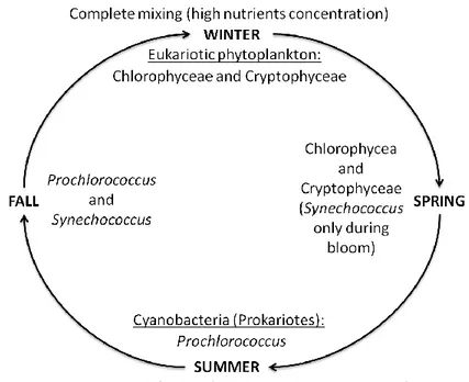 Fig.  2:  The  seasonal  cycle  of stratification  and  mixing  and  the  phytoplankton  constituting  the majority of the total chlorophyll a for each season