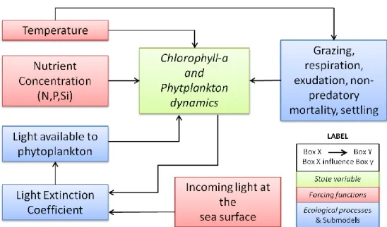 Fig.  4:   C onceptual  model  that  show  how  forcing  functions  and  ecological  processes  are  interrelated for phytoplankton dynamics