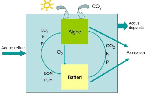 Figura 1.3 Rappresentazione schematica del processo di biorimedio da  parte delle alghe e interazione con i batteri