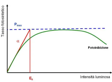 Figura 1.6 Grafico di una curva P/E standard in cui si mette in relazione il  tasso fotosintetico P con l’intensità luminosa E