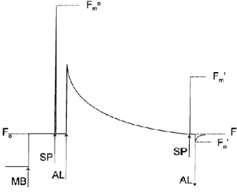 Figura 3.7 Esempio di protocollo sperimentale per la  determinazione dei parametri di fluorescenza
