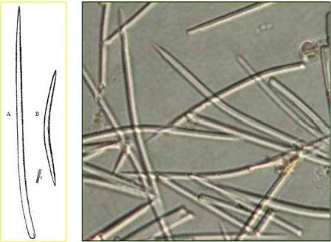 Figura  2.2 A) Esempio di spicola stilo; B) esempio di spicola oxea. A fianco; fotografia al  microscopio ottico di spicole di Axinella polypoides (Da Cerrano et al., 2005)