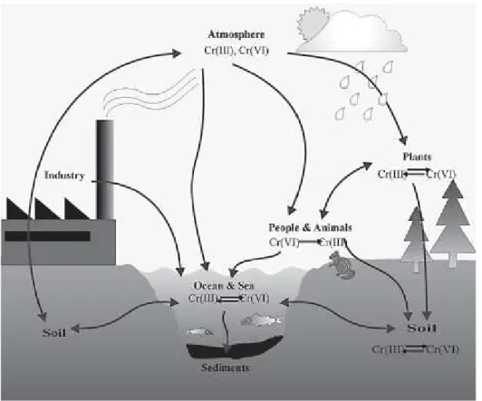 Figura 1.7  Destino ambientale del cromo (Bielicka et al., 2005) 