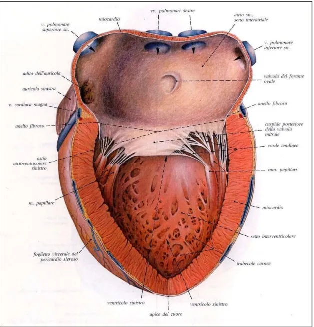 Fig. 1.4 : ventricolo ed atrio sinistri aperti mediante un incisione  longitudinale. L’ostio atrioventricolare è tagliato ed aperto , tale che la  cuspide posteriore della valvola mitrale  sia visibile da sopra