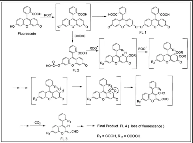 Figura 2.4. Meccanismo di reazione legato all’attacco dei radicali ROO· sulla Fluoresceina[23]