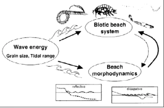 Figura 1.2. Modello schematico delle interazioni tra forza del moto ondoso, morfodinamica e  componente biotica del sistema spiaggia (Short, 1999)
