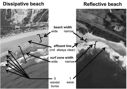 Figura 1.3. Confronto tra le caratteristiche di una spiaggia dissipativa e una riflessiva (Harris  et al, 2011)