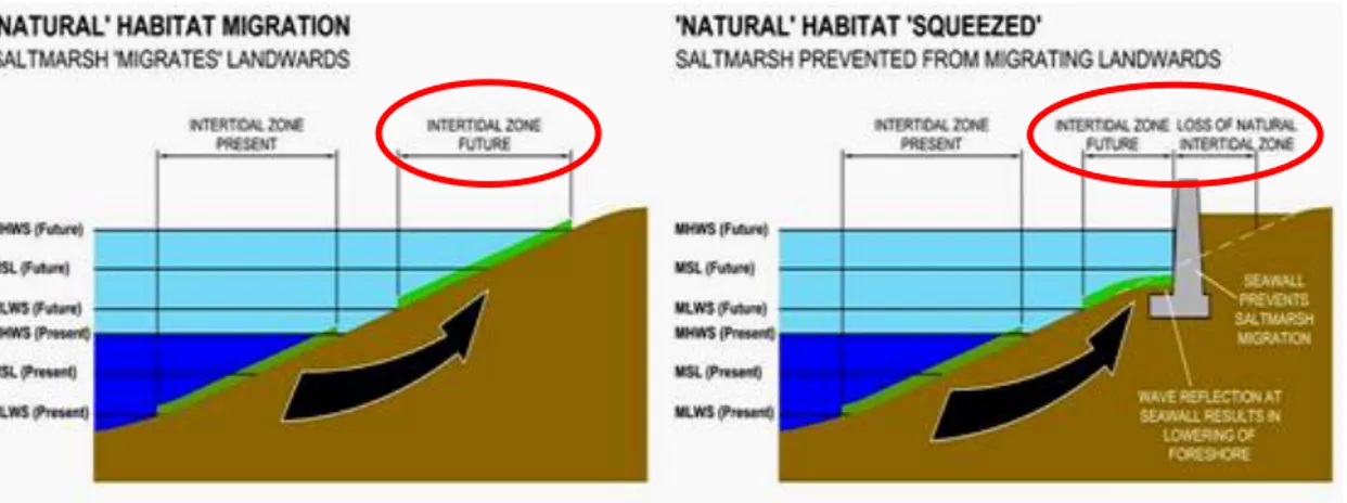 Figura 1.6. Rappresentazione schematica degli effetti del coastal squeeze sulla fascia  intertidale 