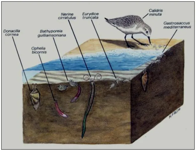 Figura 1.7. Esempio di una biocenosi dell’intertidale sabbioso del Mediterraneo (disegno di  Falchi)