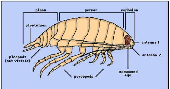 Figura 1.10. Schema della morfologia di un isopode (Disegno di R. Brusca, 1997). 