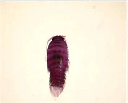 Figura 1.11. Eurydice sp. (sottordine Flabellifera), isopode caratteristico della zona intertidale   delle spiagge sabbiose