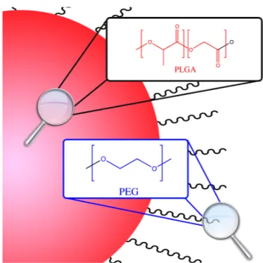 figura 1.5: nanoparticella anfifilica di PLGA-b-PEG 