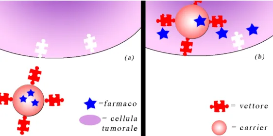 figura 1.7: internalizzazione del farmaco nella cellula tumorale grazie all’azione del vettore 