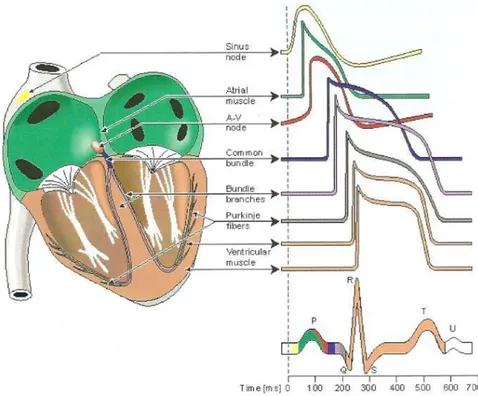 Figura 1.3- Rappresentazione dell' AP per il tessuto cardiaco nelle varie regioni del cuore  