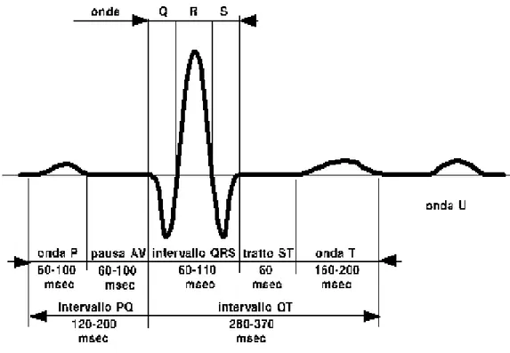 Figura 1.9-Tracciato elettrocardiografico e identificazione dei complessi 