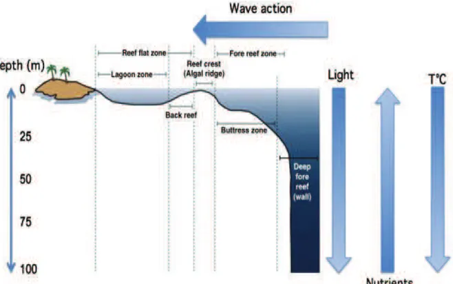 Figure  1.1  Coral  reef  zonation  showing  gradients  of  light,  nutrients  and  temperature  with  changes  in  depth from shallow reefs to mesophotic depths (From Lesser 2009).