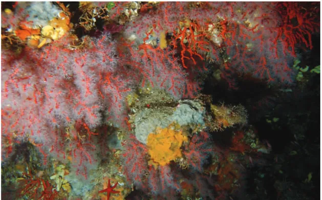 Figure 2.3 Colonies of Corallium rubrum  with expanded polyps (Picture made by Simone Canese, in  Capel Rosso site at 60m depth).