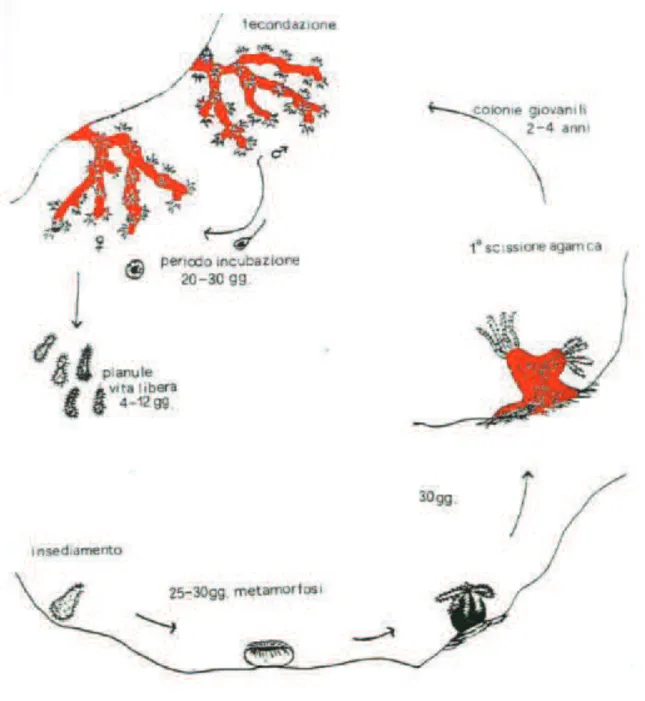 Figure 2.5  Reproductive life cycle of red coral (Vighi 1972). 