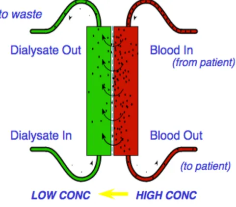 Figura 4: Rappresentazione dello scambio sangue-dialisato. 