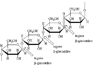 Figura 1.6: Struttura della catena polimerica lineare della cellulosa 