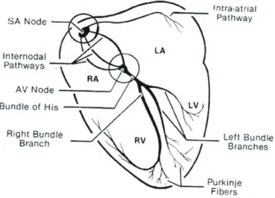 Figura 2.4: Punti principali della conduzione elettrica cardiaca.