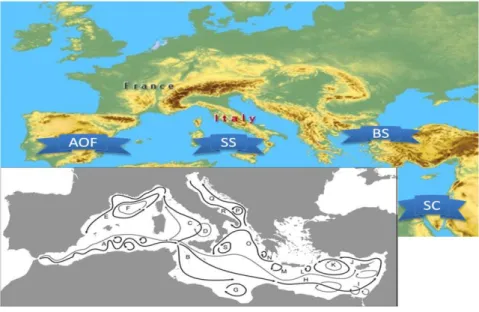 Figure  1:  Geographical  position  of  the  main  Mediterranean  physical  breaks  that  act  as  effective  barriers  to  gene  flow:AOF,  Almerìa-Oran  Front;  SS,  Strait  of  Sicily;  SC,  Suez  Canal;  BS,  the  Bosphorous  Strait