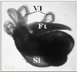 Figure 8:hatched veliger juvenile of H. trunculus (Lahbib et  al., 2010). 